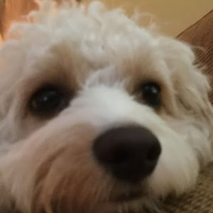 Meet your Posher, Brendan